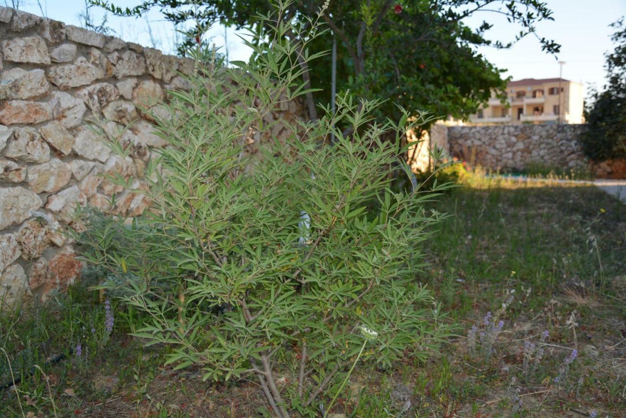 Lotus Sea View Studio Apartment 2 Ліксурі Екстер'єр фото